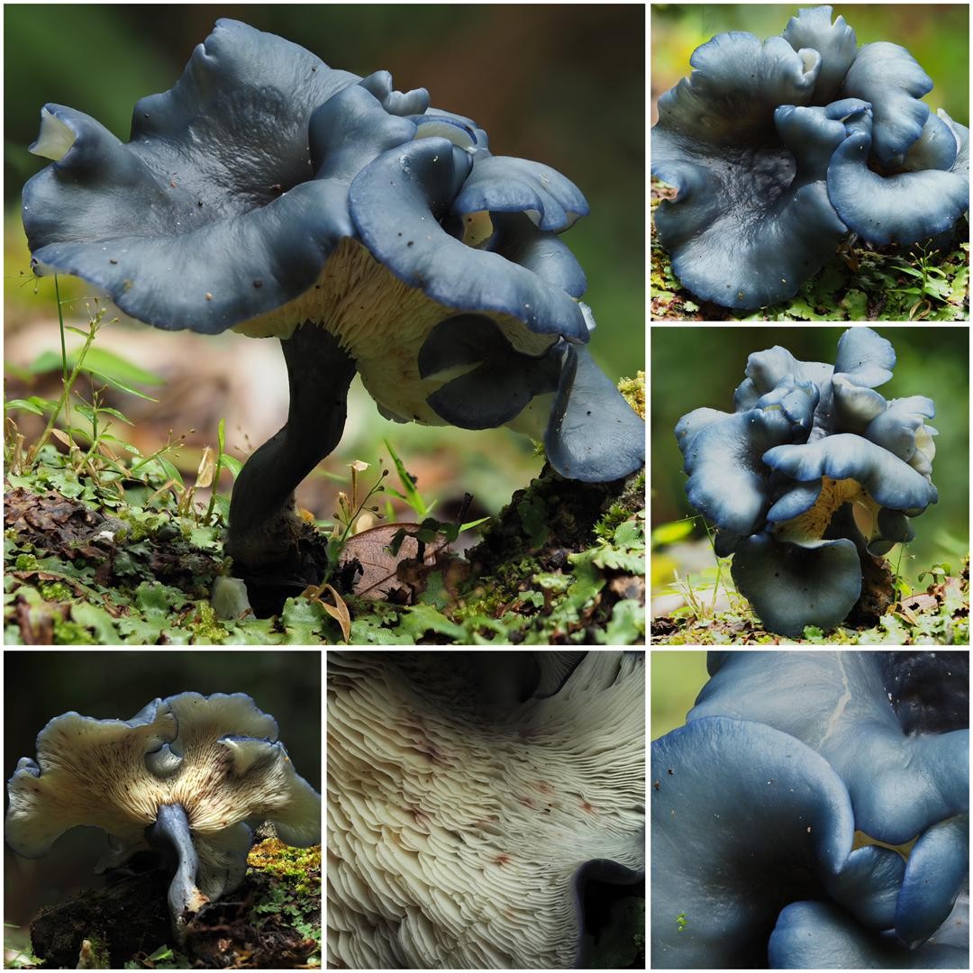 UMS Discovers New Indigo-Blue Mushroom Species in Kinabalu Park, First in Malaysia